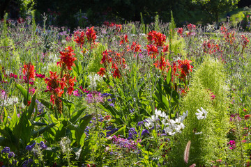 Blumenbeet mit indischem Blumenrohr, canna indica im Gegenlicht