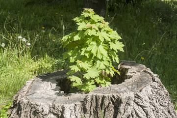 Sprouted sapling in cut oak tree log closeup