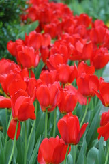 Close up of many red tulips