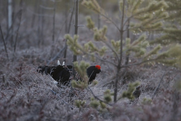 Male Black Grouse at swamp courting place before dawn