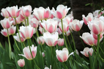Close up of white pink tulips in garden in springtime