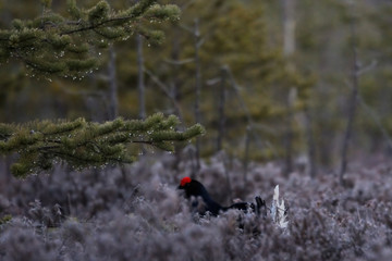 Male Black Grouse at swamp courting place before dawn