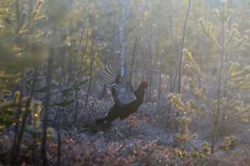 Jumping male Black Grouse at swamp courting place at dawn