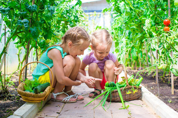 Adorable little girls collecting crop cucumbers and tomatoes in greenhouse
