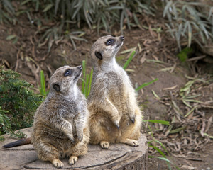 Fototapeta premium Two meerkats on a tree stump looking up