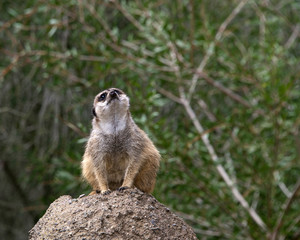 Naklejka na ściany i meble Single meerkat crouched down on a rock looking out for predators