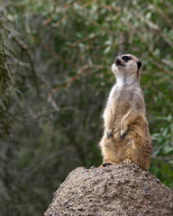 Naklejka na ściany i meble Single meerkat standing on a rock looking out for predators.
