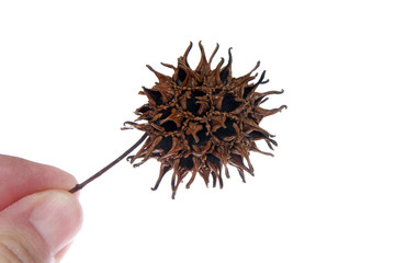 Sweet gum tree seed pod from Liquidambar styraciflua, commonly called American sweet gum a deciduous tree in the genus Liquidambar native to warm temperate areas