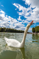 Mute Swan on a lake