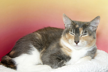 calico tabby cat sleeping on white blanket with textured pink and yellow background
