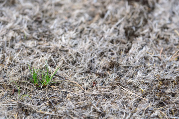 Pests and disease cause a large amount of damage to lawns
