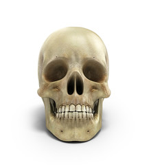 Human skull on isolated white background 3d render