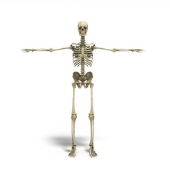 medical accurate 3d render of the human skeleton