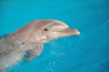 Naklejka premium Swim with Dolphins