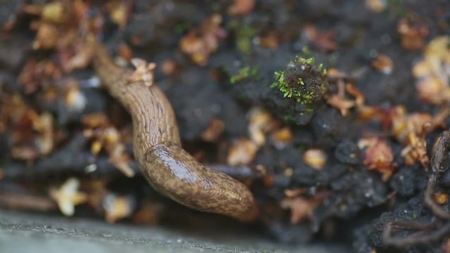 Brown slug crawling