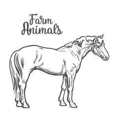 horse, vector illustration sketch of a hand-drawn with a single animal, the only white brown horse, pet and animal farm young stallion, a horse farm, isolated