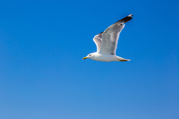 Obraz premium Big seagull in sky