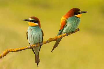 Pair of bee-eaters