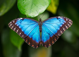 Fototapeta premium Niebieski morpho (morpho peleides) na zielonym tle przyrody.