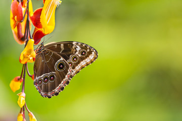 Blue morpho (morpho peleides) on green nature background.