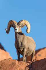 Naklejka premium Desert Bighorn Sheep Ram