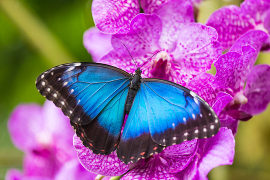 Blue morpho (morpho peleides) on green nature background.