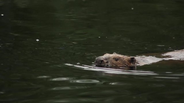 Beaver river West Siberian