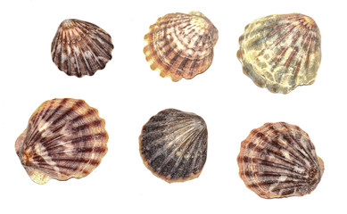 Shell on a white background