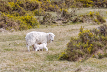 Naklejka premium Sheep family grazing in the park Dartmoor in southern England.