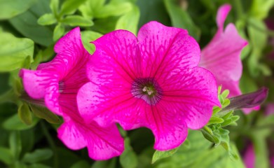 Pinkfarbene Garten-Petunien / Pink garden Petunia
