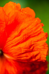 Closeup of the petals of the blooming red poppy flower