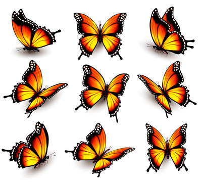 Beautiful orange butterfly in different positions. Vector.