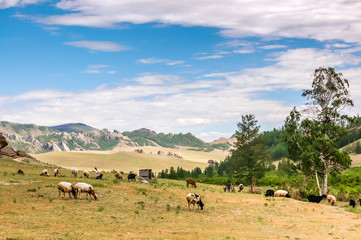 Grazing sheep and goats on grassland landscape in Gorkhi Terelj National Park, Mongolia