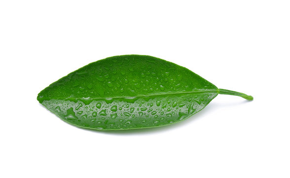 Citrus leaves with drops isolated on white background