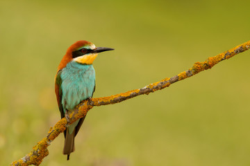 Obraz premium Small bird perched nice plumage