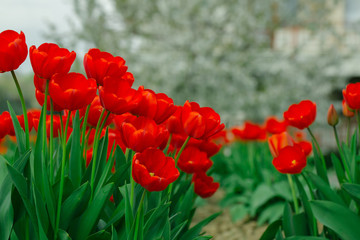 Fototapeta na wymiar Red beautiful tulips