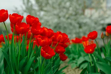 Crédence de cuisine en verre imprimé Tulipe Belles tulipes rouges