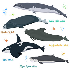 Fototapeta premium Set of Whales from the world / Pygmy right whale, Bowhead Whale, Long-finned pilot Whale, Killer Whale, Pygmy Sperm Whale.