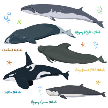 Set of Whales from the world / Pygmy right whale, Bowhead Whale, Long-finned pilot Whale, Killer Whale, Pygmy Sperm Whale.
