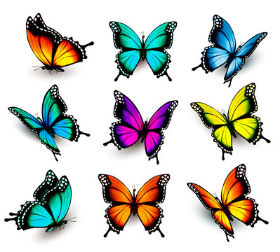 Collection of colorful butterflies, flying in different directio