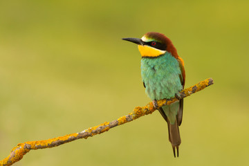 Small bird perched nice plumage
