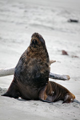 New Zealand Sea Lion (Phocarctos hookeri)