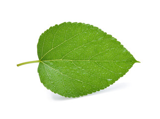 Obraz premium Mulberry with leaf with water drops on white background.