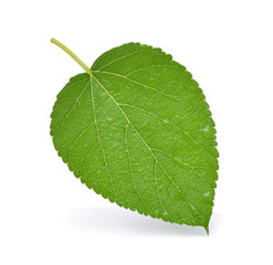 Mulberry with leaf with water drops on white background.