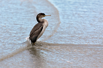 Spotted Shag (Phalacrocorax punctatus)