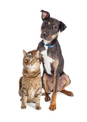 Fototapeta premium Dog With Paw on Head of Cat