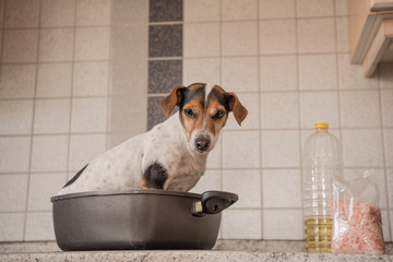 Hund in der Pfanne - Jack Russell Terrier