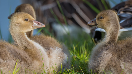 Graugans (Anser anser) Küken Gössel Graugänse