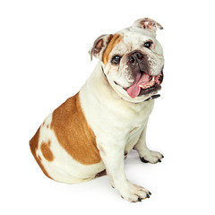 Bulldog Sitting to Side Looking Forward