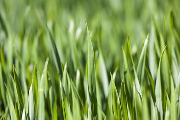 Fototapeta na wymiar Agriculture. cereals. Spring 